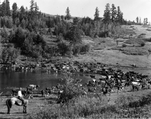 okanagan cattle