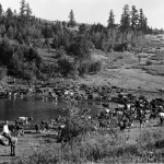 okanagan cattle