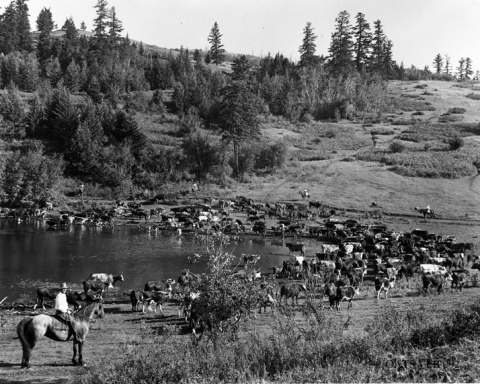 okanagan cattle